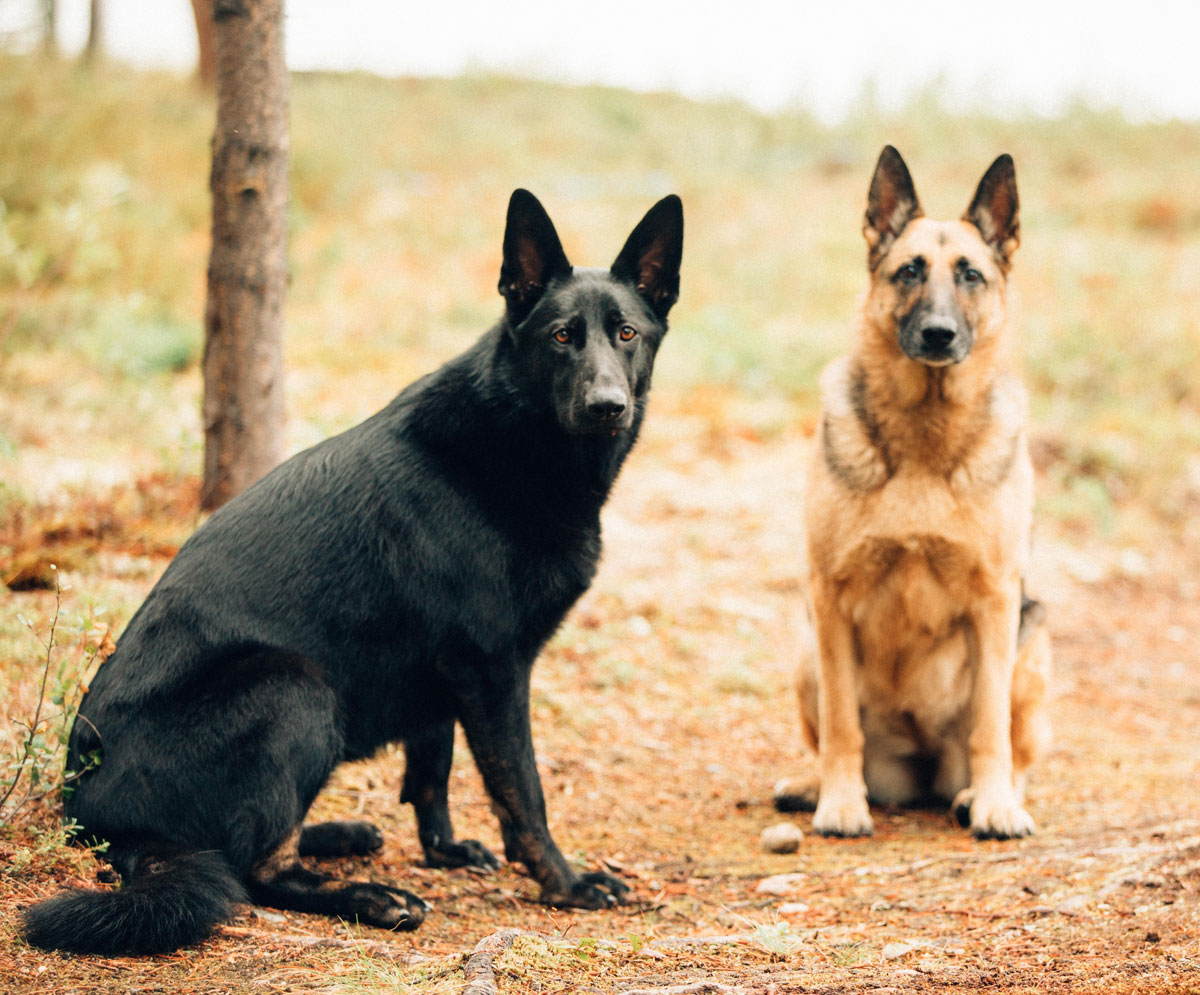 Wolf lake 2024 german shepherd